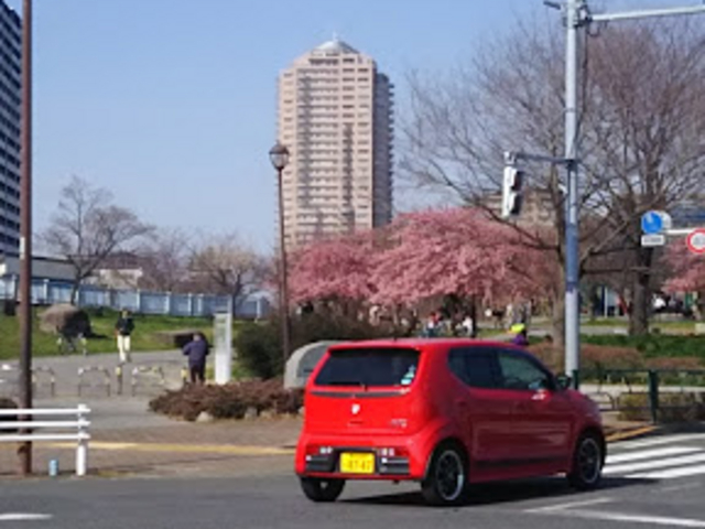 桜_都立汐入公園