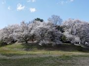 ま〜ぼ〜さんの七輿山古墳の投稿写真1
