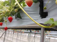 クワンさんのMIGAKI FARM(旧ICHIGO WORLD)への投稿写真1