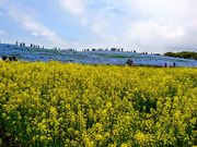 yu‐cyanさんの国営ひたち海浜公園の投稿写真1