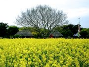yu‐cyanさんの国営ひたち海浜公園の投稿写真1