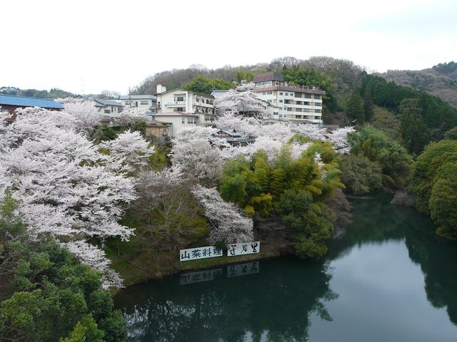 桜の絶景_開運橋