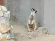 ちゃんてっくさんの狭山市立智光山公園こども動物園の投稿写真1