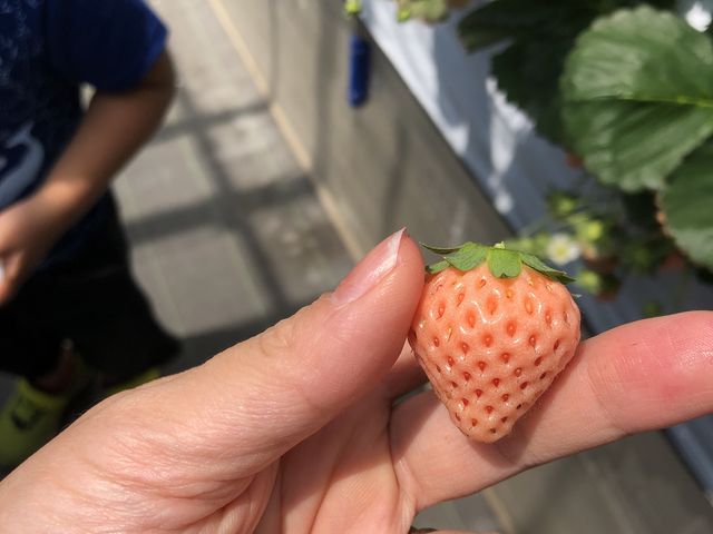 白いちご!_かたのいちご園
