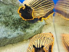 下関市立しものせき水族館・海響館の写真3