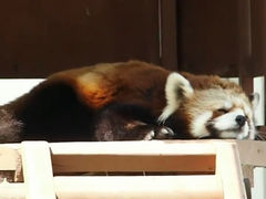 あさみさんの三島市立公園 楽寿園への投稿写真1
