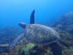 ドルフィンクラブ三宅島の写真1