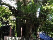 りそなさんの西生寺の大銀杏の投稿写真1