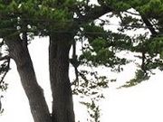 アクセルゼンカイさんの名松鍛冶屋の一本松の投稿写真1