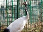 アクセルゼンカイさんの丹頂鶴自然公園の投稿写真1