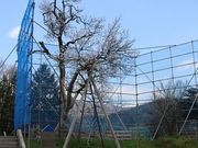 たかちゃんさんの梅の木の投稿写真2