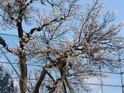 たかちゃんさんの梅の木の投稿写真3