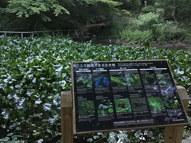 アジサイ池_摩耶自然観察園