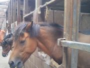 Happyさんの木曽馬の里 木曽馬乗馬センターの投稿写真1