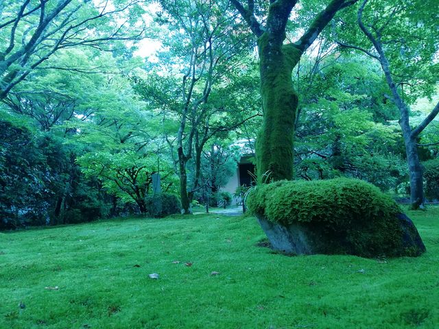 苔は、少なかったです。_西芳寺