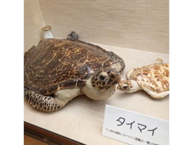 タイマイ_長崎市べっ甲工芸館