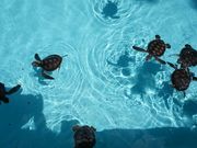 ふらさんの小笠原海洋センターの投稿写真1