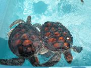 ふらさんの小笠原海洋センターの投稿写真2