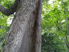 トムソーヤさんの知床未知案内への投稿写真3