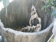 カワさんの玉泉院の投稿写真1