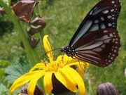 雷ちゃんさんの美ヶ原高原の投稿写真3