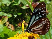 雷ちゃんさんの美ヶ原高原/王ヶ頭山頂の夕日の投稿写真9
