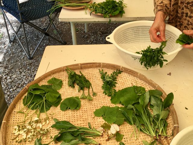 採取した山菜を食べやすいよう処理し、しゃぶしゃぶや天ぷら、汁物に調理。_おたり自然学校