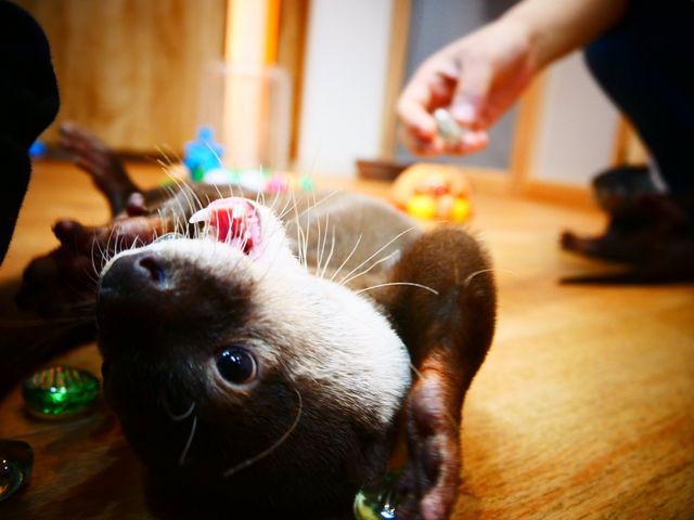石で遊ぶカワウソちゃんは可愛く写真映えもバッチリです!_コツメイト 名古屋大須店