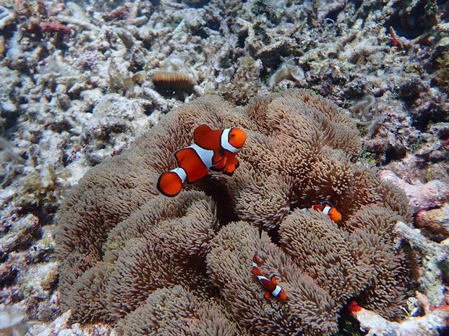 ニモが見れました_伊良部島ツアー マカナ