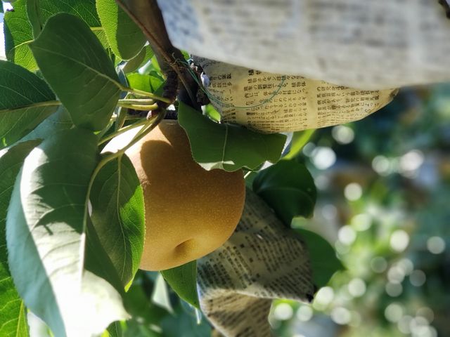 新品種_土本観光果樹園