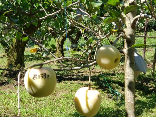 りんごに文字が!!!_土本観光果樹園