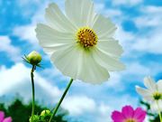 ユノユノさんのとよのコスモスの里の投稿写真3