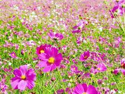 ユノユノさんのとよのコスモスの里の投稿写真4