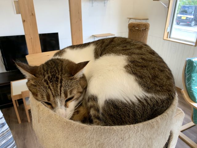 帰るときはみんなお昼寝してました。_Catcafe 美ら猫