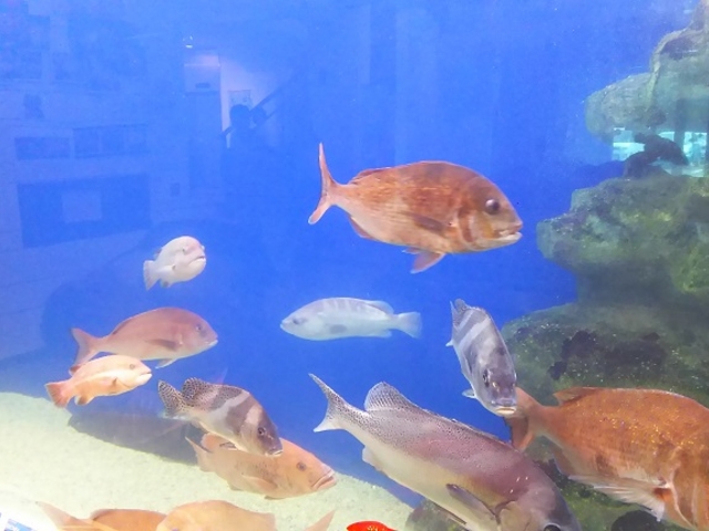 福井県海浜自然センター