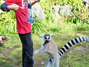 雷ちゃんさんの富士サファリパークの投稿写真3