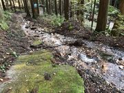 ヌケてるライダーさんの大岩の三又杉の投稿写真1