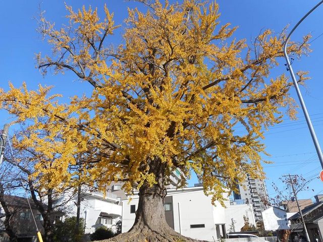 御神木の大銀杏_津島神社