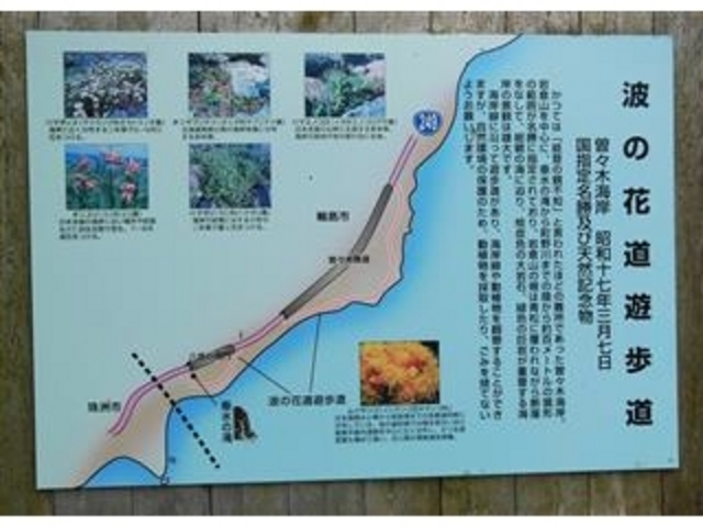 解説板「波の花道遊歩道(曽々木隧道〜垂水の滝 約100m)」_曽々木海岸