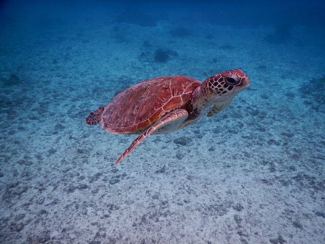 ウミガメとシュノーケル_SEA ENJOY