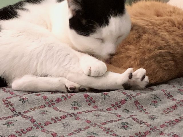 おやすみちゅう、可愛い!_カピバラふれあいと里親募集型ねこカフェ「カピねこカフェ」