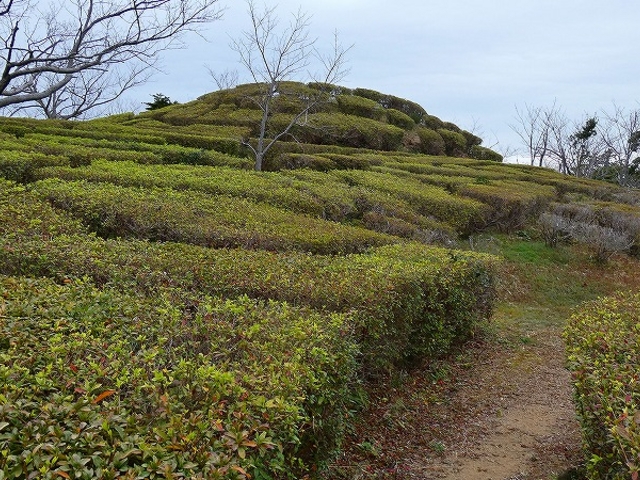 和歌山県・西牟婁郡・白浜町・平草原公園・ツツジ園_平草原公園