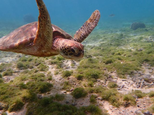 撮って下さった写真です。_伊良部島ツアー マカナ