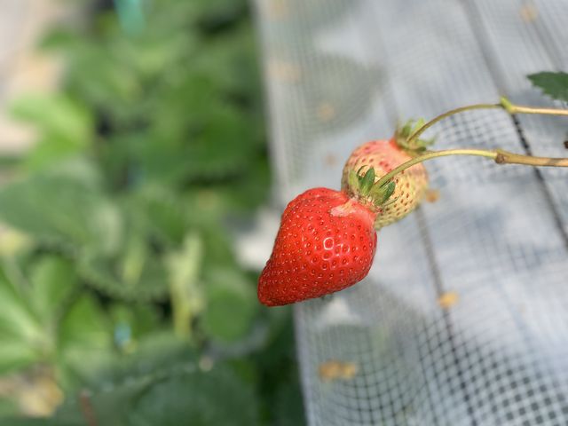 いちご!_元気farm