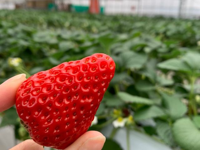 大きいいちご_いちごドリーム江南