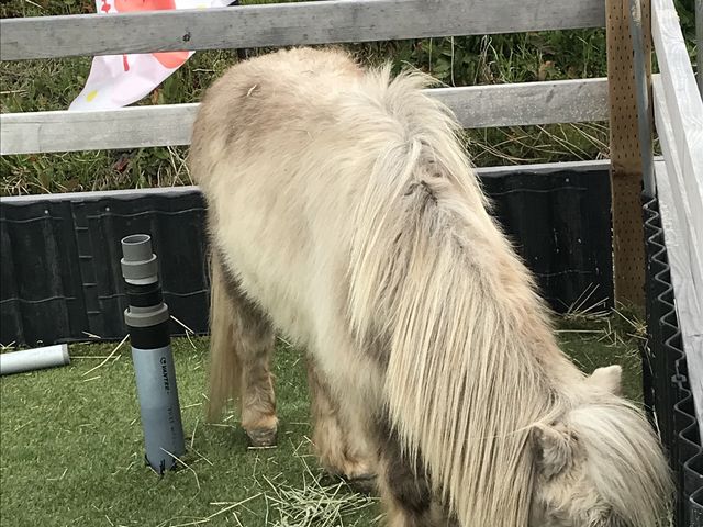 こちらは、看板ポニーのベリーちゃんです。可愛いです〜。_ちあきのいちご園