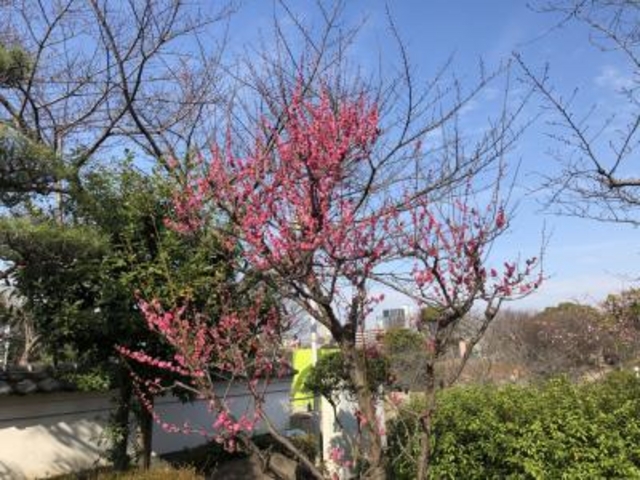 梅も咲いています。_てんしば