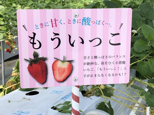美味しい_ICHIGO ZANMAI