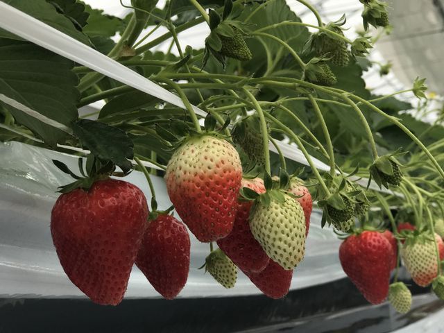 かおり野が食べ頃でした。_JAL Agriport