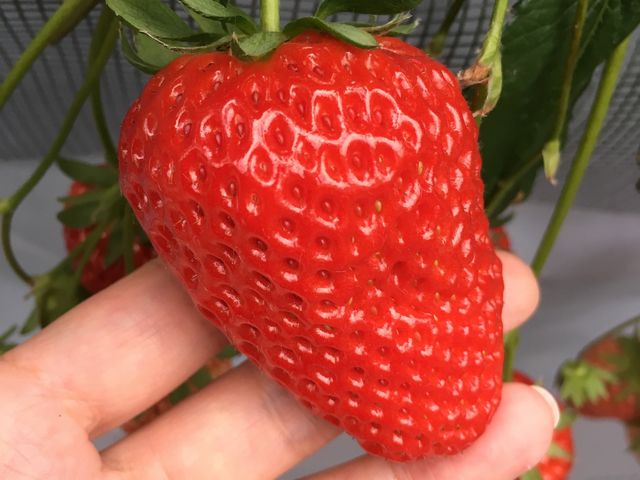 いちご_strawberry farm ふじもと